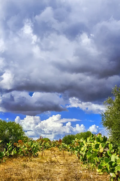 Tipik Akdeniz manzara.