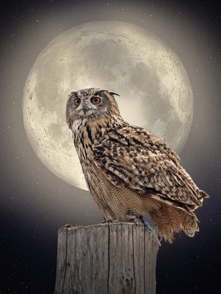 Owl in the moonlight