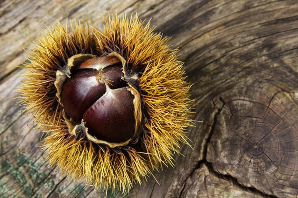 Castanhas — Fotografia de Stock