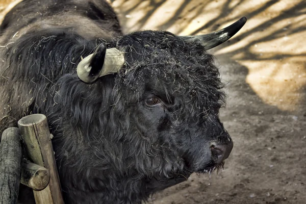 İskoç Highland bue