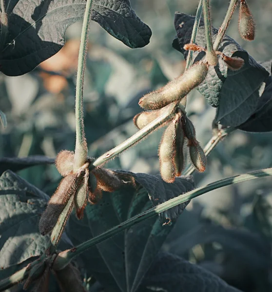 am gitaar akkoorden diagram