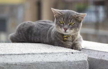 Kedi portresi