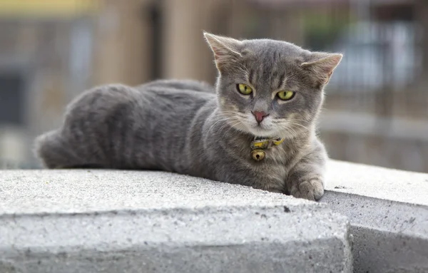 猫的肖像 免版税图库照片