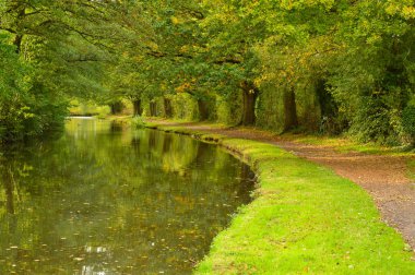 Fradley Kanalı boyunca sonbahar yeşil patikası, Lichfield, İngiltere. Kanal, yeşil ve sarı renklerin harmanlandığı, sonbahar yaprakları ile sarkık ağaçları yansıtır. Dar bir patika, yemyeşil çimlerle çevrili. Uzun ağaçlar yol boyunca uzanır, bir gölgelik oluşturur.. 