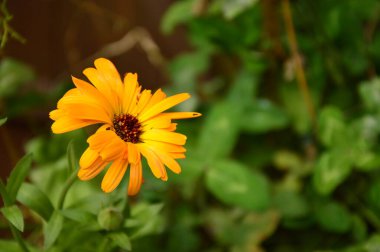 Sarı çiçekli kadife çiçeği yeşil bulanık arka planda izole edilmiş.