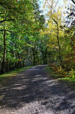 Sarı yapraklı, yeşil ağaçlı, güneşli, gölgeli, sonbahar atmosferli huzurlu orman patikaları. Yüksek kalite fotoğraf