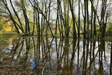 Durgun su yapraksız ağaçları, dalları, sonbahar gökyüzünü, dingin taşmış orman manzarasını yansıtır.