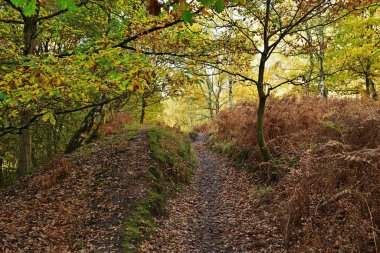 Ormanda yaprak kaplı patika, kahverengi eğrelti otları sağ, sırt sola, filtrelenmiş güneş ışığı tepemizde..