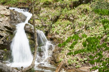 Ormanda ve dağda şelale