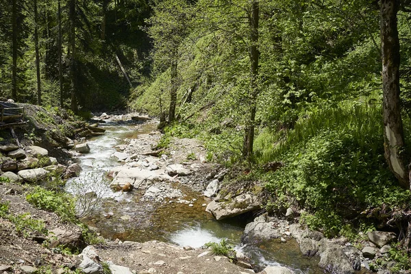 Ormanda ve dağda şelale