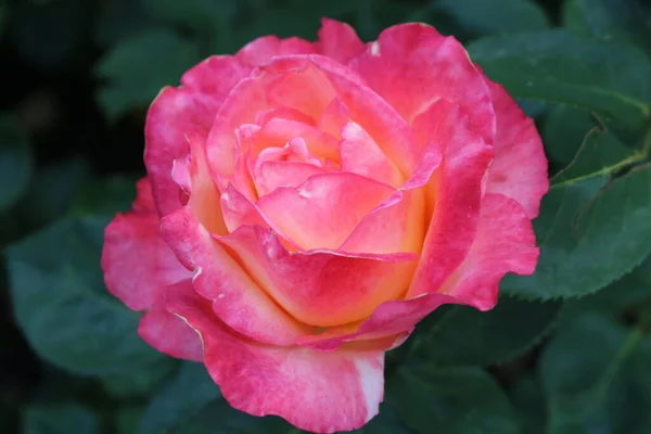 Una Hermosa Rosa Rosa Delicada Florece Verde Del Jardín Día —  Fotos de Stock