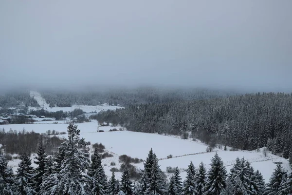 寒い冬の終わりのない松林の中の清掃に巨大な雪のドリフト — ストック写真