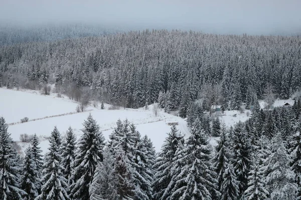 果てしなく続く松林の端にある雪に覆われた冬の農場 — ストック写真