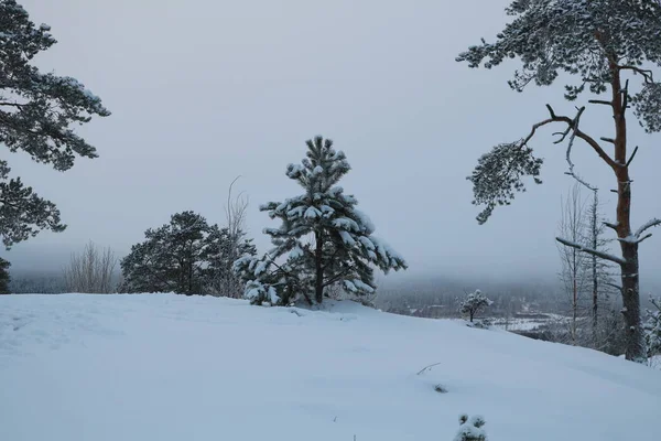 冬の雪に覆われた丘の上に小さなクリスマスツリー — ストック写真