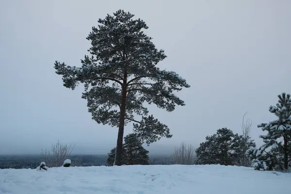 冬の雪に覆われた丘の上に大きなモミの木 — ストック写真