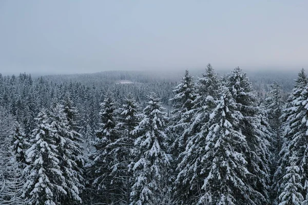 寒い冬には松林の中に巨大な雪に覆われたモミの木 — ストック写真