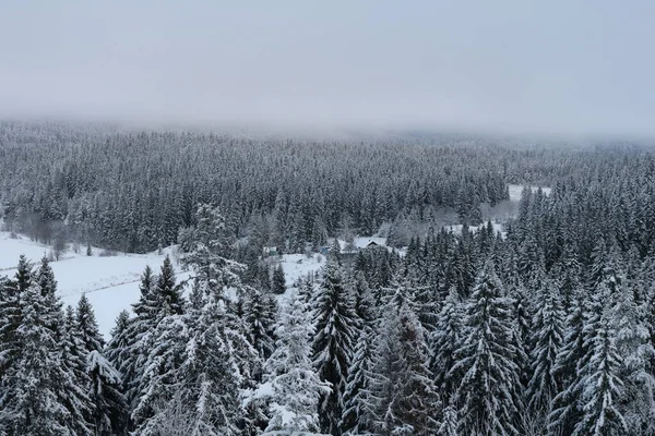雪に覆われた冬の巨大な松の木に囲まれた農場 — ストック写真