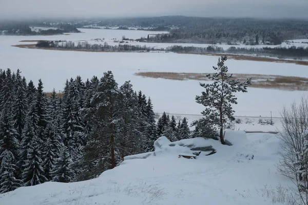 Small Christmas Tree Edge Cliff Background Frozen Lake Vast Pine — Stock Photo, Image