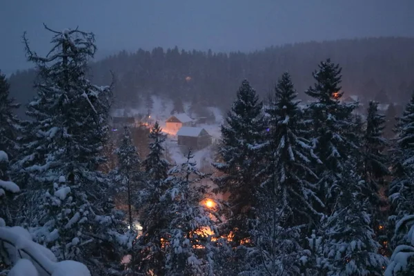 吹雪の中の背の高いモミの木の後ろに遠くの村の光 — ストック写真