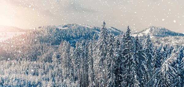 Bella Vista Sulle Montagne Invernali Paesaggio Con Abeti Coperti Neve — Foto Stock