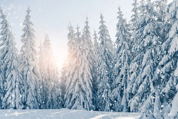 Krásné Zasněžené Jedle Zamrzlé Horské Krajině Při Západu Slunce Vánoční — Stock fotografie