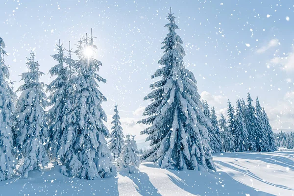 Beaux Sapins Neigeux Dans Paysage Montagnes Gelées Coucher Soleil Fond — Photo