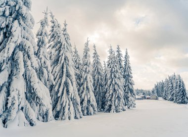 Gün batımında donmuş dağlarda güzel karlı köknar ağaçları. Noel arkaplanı karla kaplı uzun ladin ağaçlarıyla dolu. Alp kayak merkezi. Kış tebrik kartı. Mutlu yıllar.
