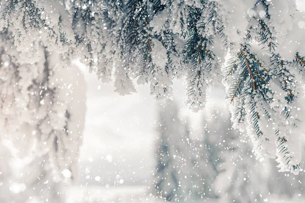Weihnachten Hintergrund Mit Tannenzweigen Mit Schnee Bedeckt Winterurlaub Schöne Schneebedeckte — Stockfoto