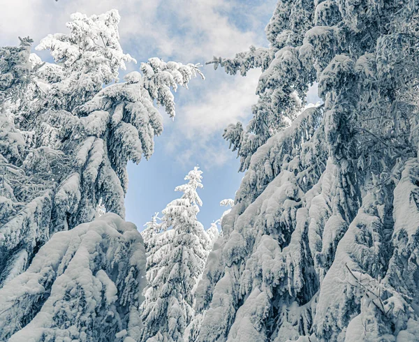 Ψηλά Έλατα Καλυμμένα Χιόνι Παγωμένο Χειμερινό Τοπίο Θέα Στον Ουρανό — Φωτογραφία Αρχείου