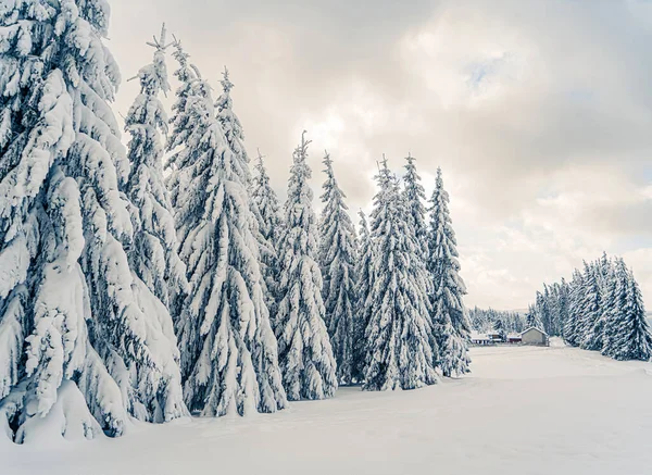 Hermosos Abetos Nevados Montañas Congeladas Paisaje Atardecer Fondo Navideño Con — Foto de Stock