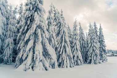 Gün batımında donmuş dağlarda güzel karlı köknar ağaçları. Noel arkaplanı karla kaplı uzun ladin ağaçlarıyla dolu. Alp kayak merkezi. Kış tebrik kartı. Mutlu yıllar.
