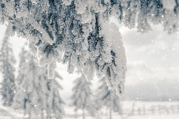 Fondo Navidad Con Ramas Abeto Cubiertas Nieve Vacaciones Invierno Hermosos — Foto de Stock