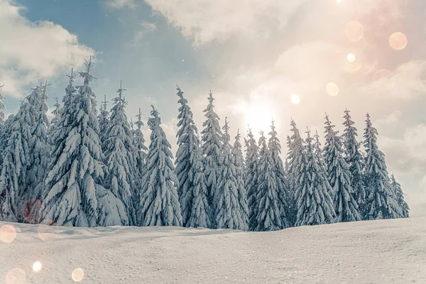 Prachtige Besneeuwde Dennenbomen Bevroren Berglandschap Bij Zonsondergang Kerst Achtergrond Met — Stockfoto