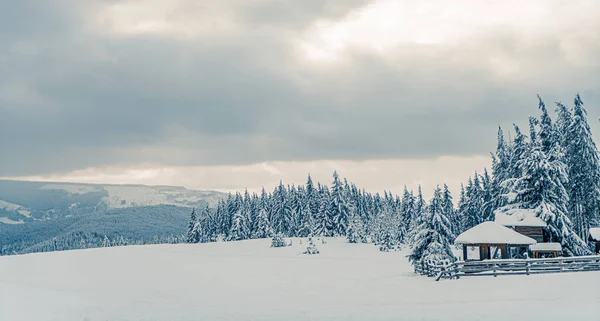 美丽的雪地冷冰冰的冷山冷杉 房子在北方 圣诞节的背景是被雪覆盖的高大的云杉树 高山滑雪胜地 冬季贺卡 新年快乐 — 图库照片