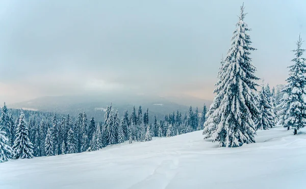 Красивые Снежные Ели Замерзших Горах Пейзаж Закате Рождественский Фон Высокими — стоковое фото