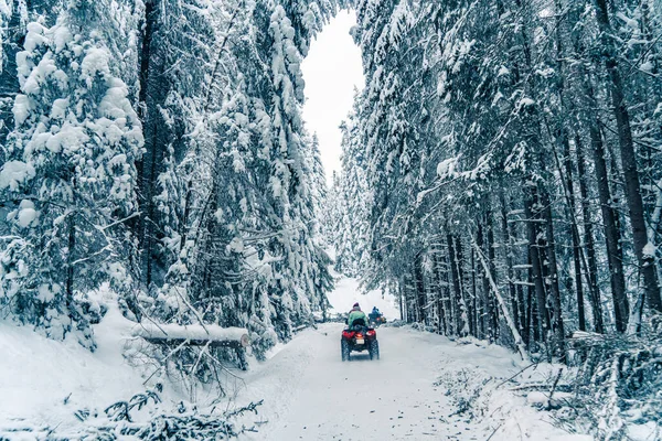 Rider driving in the quad bike race in winter in beautiful snowy road with fir trees in frozen mountains forest. Winter holiday