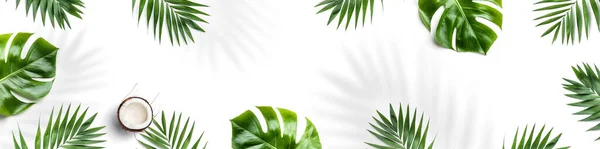 Tropical Leaves Monstera Plants Coconut Isolated White Background Summer Concept — Stock Photo, Image