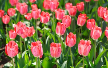 Lale alan. Çiçekler