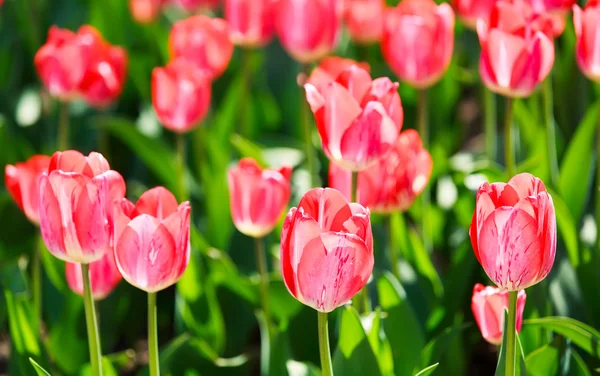 Campo di tulipani. Fiori — Foto Stock