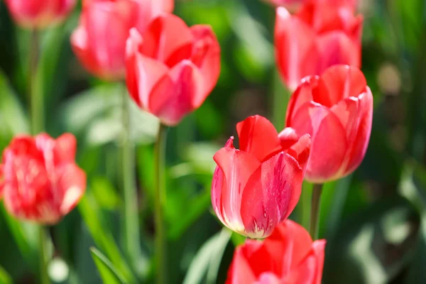 Campo di tulipani. Fiori — Foto Stock