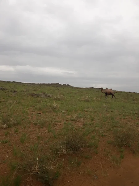 Devenin manzarası. Moğol bozkırında her yerde bulunabilir..