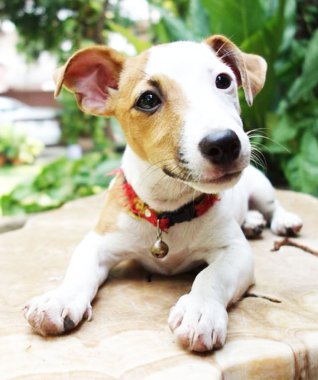Çok güzel bir Jack Russell Terrier portresi
