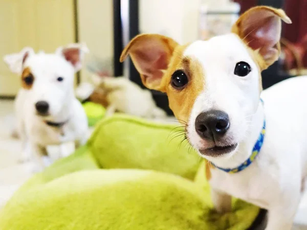 Ne oluyor Jack russell terrier