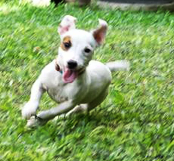 Retrato de un adorable Jack Russell Terrier — Foto de Stock