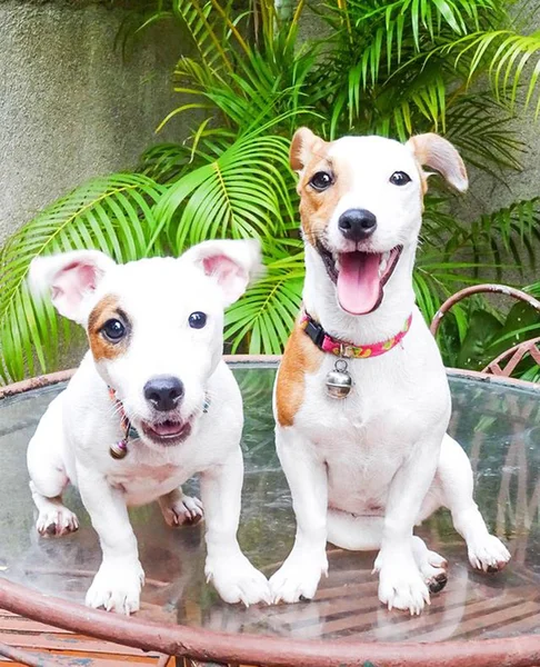 Esperando algo Jack Russell Terrier — Foto de Stock