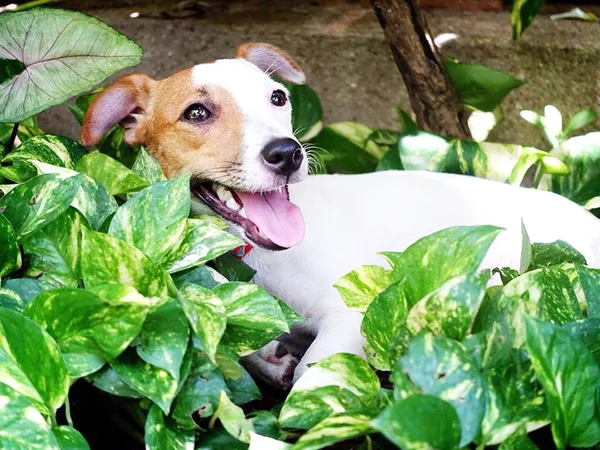 Çok güzel bir Jack Russell Terrier portresi