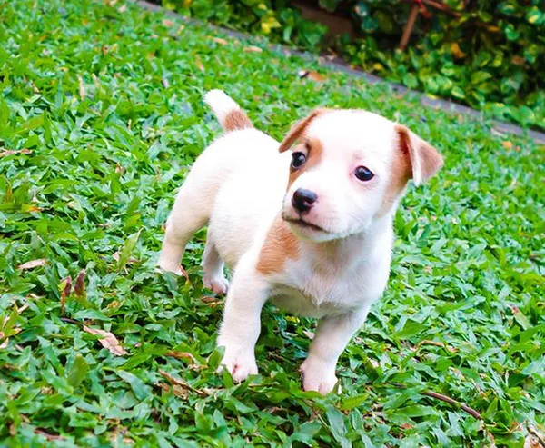 Retrato de um adorável Jack Russell Terrier — Fotografia de Stock