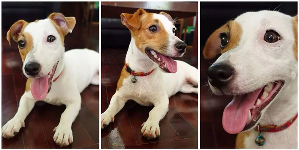 Retrato de un adorable Jack Russell Terrier — Foto de Stock