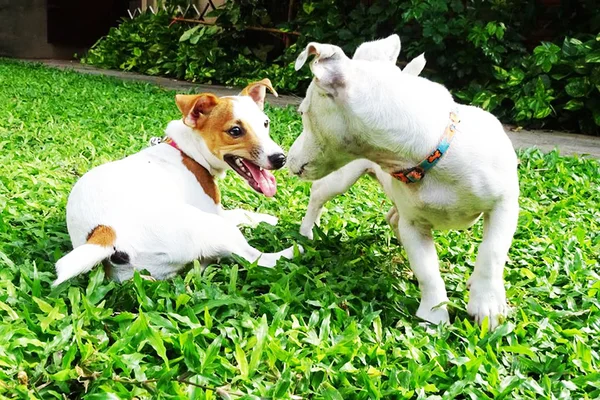 ¿Qué pasa, Jack Russell Terrier? — Foto de Stock