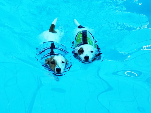 Yüzme zaman kriko Rusya korkunç